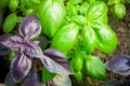 Green and purple basil. Selective focus Royalty Free Stock Photo