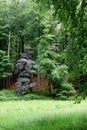 Purple tree forest, Sonian forest, Brussels, Belgium Royalty Free Stock Photo