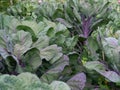 Green and purple cabbage