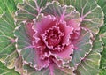 Green and purple cabbage vegetable