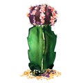 Green, purple cactus species isolated, watercolor illustration on white Royalty Free Stock Photo