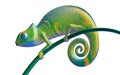 Green and purple chameleon, view side, 3d rendering. Royalty Free Stock Photo