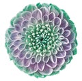 Green and purple dahlia flower on a white isolated background with clipping path.  For design.  Closeup. Royalty Free Stock Photo