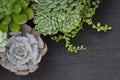 Green and Purple Echeveria Succulent Plant Top Left Border Frame Black Board Background Royalty Free Stock Photo