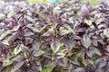 Green and purple fresh basil Royalty Free Stock Photo