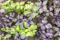 Green and purple fresh basil grows Royalty Free Stock Photo