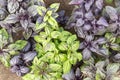 Green and purple fresh basil grows Royalty Free Stock Photo