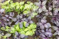 Green and purple fresh basil grows on the garden beds Royalty Free Stock Photo