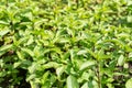 Green and purple fresh basil grows Royalty Free Stock Photo