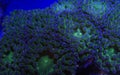 Green and Purple Frogspawn Polyps