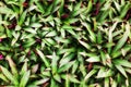 Green purple grass blades texture, Tradescantia, Rhoeo spathacea, boat lily, Moses Cradle, oyster plant, tropical leaves, foliage