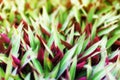 Green purple grass blades texture, Tradescantia, Rhoeo spathacea, boat lily, Moses Cradle, oyster plant, tropical leaves, foliage