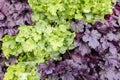 Green and purple heuchera plants background