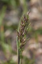 Poa bulbosa ear close up Royalty Free Stock Photo