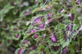 Green and Purple leaf of Coleus Forskohlii or Painted Nettle Plectranthus scutellarioides in the garden. Royalty Free Stock Photo
