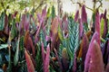 The green and purple leaves of ctenanthe setosa raised in the garden