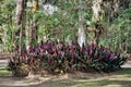 Large flower bed full of ctenanthe setosa in the city park