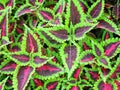 Green and purple leaves of coleus plant