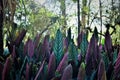 The green and purple leaves of ctenanthe setosa in the garden