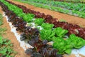 Green Purple Lettuce Plants