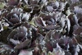 Brassica oleracea var. capitate purple plants Royalty Free Stock Photo