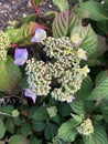 Green and purple plants