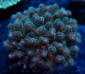 Green and purple pocillopora coral