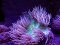 Green and purple Sea Anemone underwater