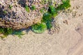 Green and purple sea anemones in an Oregon shoreline tide pool Royalty Free Stock Photo