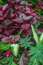 Green and purple tropical leaves.Fern and ornamental plants backdrop. Royalty Free Stock Photo