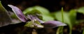 Green-purple young basil sprout macro close-up horizontal format, side view