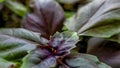 Green-purple young basil sprout macro close-up horizontal format, top view