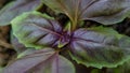 Green-purple young basil sprout macro close-up horizontal format, top view