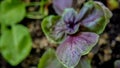 Green-purple young basil sprout macro close-up horizontal format, top view