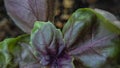 Green-purple young basil sprout macro close-up horizontal format, top view