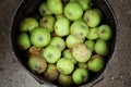 Green Putrid Rotten Apples in the bucket Royalty Free Stock Photo