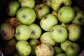 Green Putrid Rotten Apples Closeup