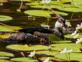 Green Pygmy Goose in Queensland Australia