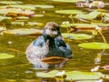 Green Pygmy Goose in Queensland Australia