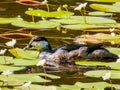 Green Pygmy Goose in Queensland Australia