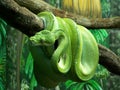 Green Python