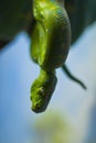 Green Python Royalty Free Stock Photo