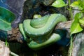 Green python on branch Royalty Free Stock Photo