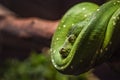 Green python on a branch close-up,python eye close up. Royalty Free Stock Photo