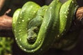 Green python on a branch close-up,python eye close up. Royalty Free Stock Photo