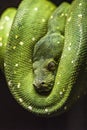 Green python on a branch ,python eye close up Royalty Free Stock Photo