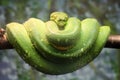 Green python is curled around a wooden branch waiting Royalty Free Stock Photo