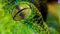 Green python eye