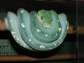 Green python Royalty Free Stock Photo