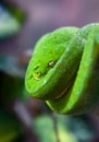 Green Python with Golden eye hanging on a branch in a spiral close up Royalty Free Stock Photo